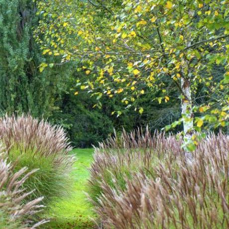 miscanthus, splošno znan kot slonova trava ali srebrna trava in breza v angleškem vrtu