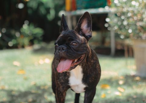 srečen francoski buldog