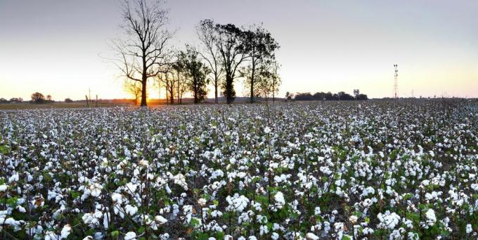 Cottonfield, Clarksdale, Mississippi