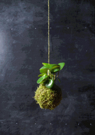 Obrt Kokedama - Anna Garforth