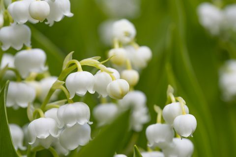 Šmarnica (Convallaria majalis)