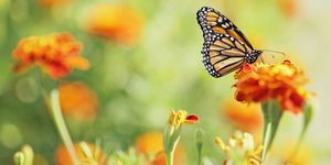 Monarch metulj na ognjičevem cvetu