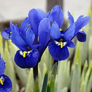 Iris Reticulata 'Harmonija'