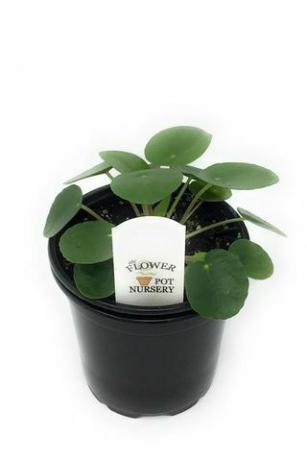 Pilea peperomioides, 4-palčni lonec