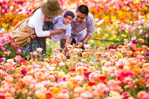 kalifornijsko cvetlično polje 50 hektarjev obiščite Carlsbad