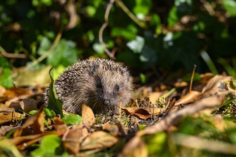 mladi jež erinaceus europaeus na vrtu med suhim listjem na sončen jesenski dan