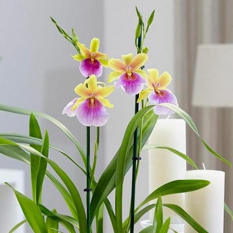 Miltonia 'Sunset'pansy orhideja