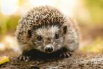 V Veliki Britaniji je zdaj ostalo manj kot milijon divjih ježev, ugotavlja nova nacionalna študija