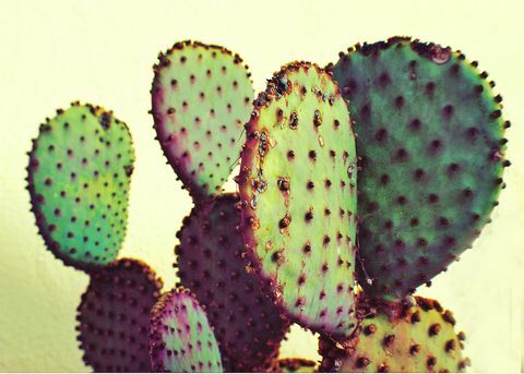 Kaktus krušljive hruške v obliki črke proti nebu