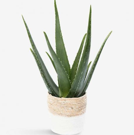 Rastlina aloe vera in košara iz slame