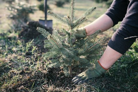 Delavec na vrtu posadi mlado drevo. Majhen nasad za božično drevo. Picea pungens in Abies nordmanniana. Smreka in jelka.