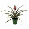 Ta tropska rastlina ima droben roza ananas, enega pa ga lahko naročite iz domačega skladišča