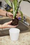 Kako ponovno posaditi rastlino - najboljši način, da posadite rastlino