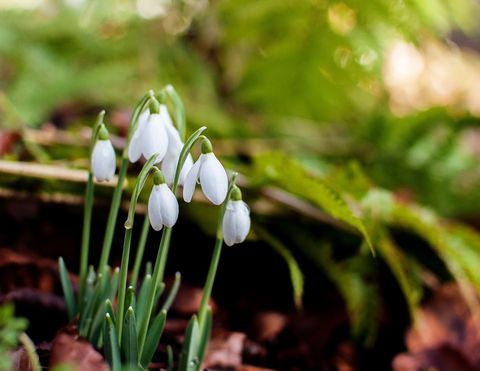 Grozdi snežišč (Galanthus) rastejo po naravni poti