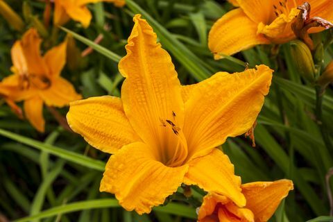 Hemerocallis 'goreča dnevna svetloba'