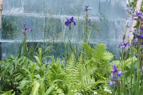 chelsea flower show 2022 the plantman's ice garden oblikoval john warland sanctuary garden