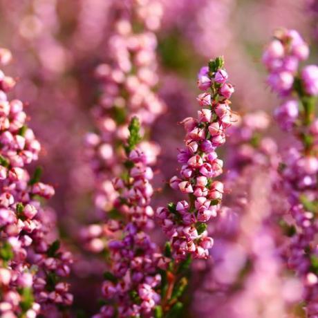 vijolična, roza Heather v Ullapoolu, Škotska, posneto na jesenski sončen dan