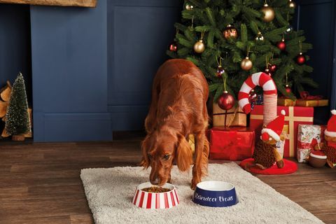 Aldi lansira cenovno ugodna ponudba božičnih daril za hišne ljubljenčke, cene pa se začnejo od 199 funtov