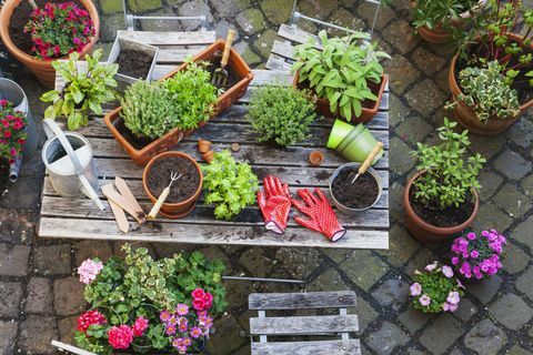 Vrtnarjenje, različna zdravilna in kuhinjska zelišča ter vrtnarsko orodje na vrtni mizi