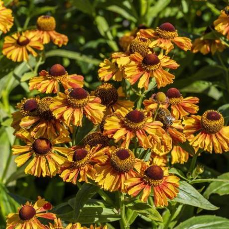 helenium autumnale 'zahodna mešanica'