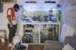 Domači akvarij: akvarij je v bistvu živa umetnost za vaš dom - tukaj je, kako ga ohraniti