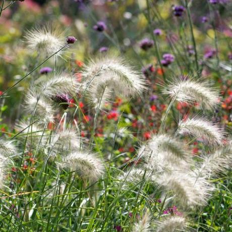 okrasna trava, pernata trava, pennisetum villosum,