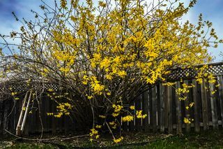 forsythia, zlati cvetovi zvona