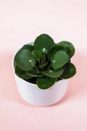 Pilea Peperomioides, 2-palčni lonec