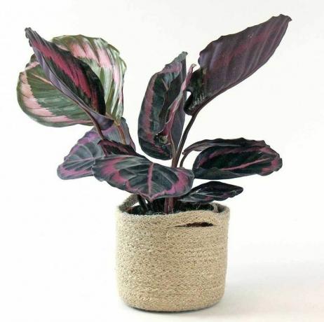 calathea roseopicta 'pikica'