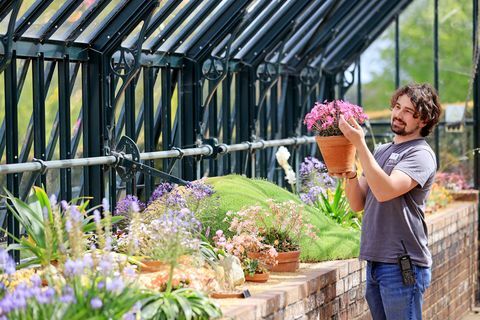 hortikulturist Tom King danes zjutraj skrbi za alpske zbirke v alpski razstavni hiši na rhs garden Wisley v Surreyu, ki bo svoja vrata javnosti ponovno odprla v ponedeljek, 17. maja