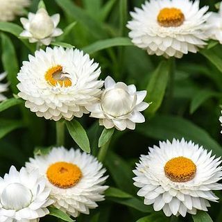 Xerochrysum Bracteatum, slamnik