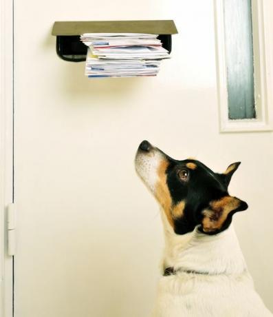 Jack Russell in The Post