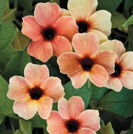 Thunbergia alata 'African Sunset'