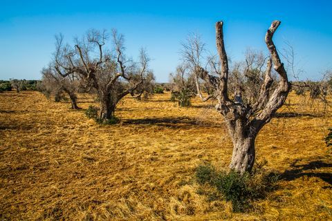 Oljke, ki jih je napadla xylella fastidiosa