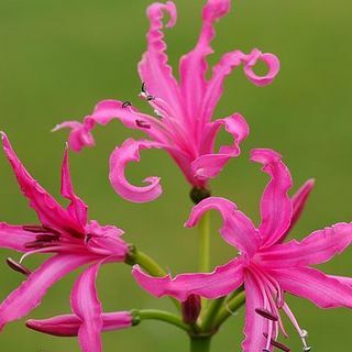 Nerine bowdenii "Isabel"