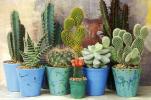 7 stvari, ki jih o kaktusih morda ne veste