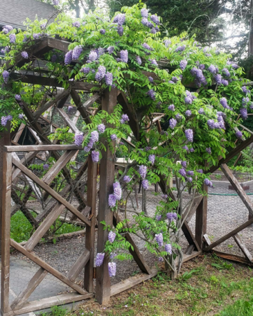 vijolični cvetovi