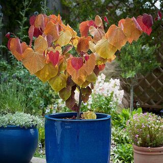 Cercis Canadensis 'Večni ogenj'®