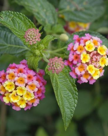 cvetovi tropske rastline lantana camara, znane tudi kot španska zastava ali zahodnoindijska lantana mexico