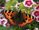 10 rastlin za proizvodnjo nektarja, ki pomagajo ustvariti vrt metuljev