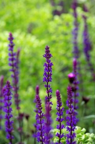 Trendi sajenja v Chelsea Flower Show 2017