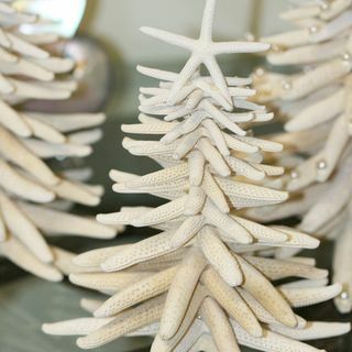Božično drevo bele morske zvezde