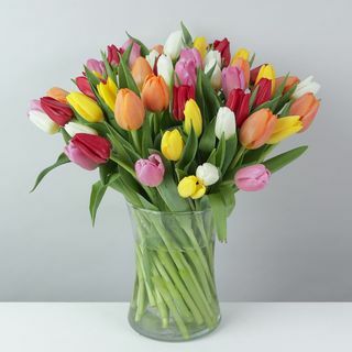Ekološki mešani tulipani