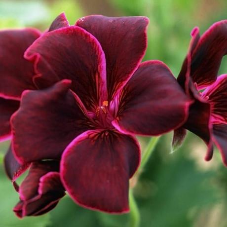 Pelargonija 