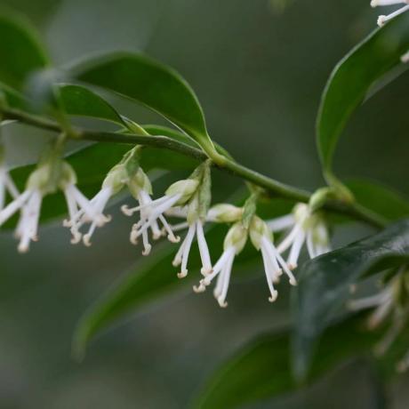 Sarcococca confusa