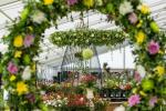 Tatton Park Flower Show 2019: Mavrica 5.000 Dahlias na ogled