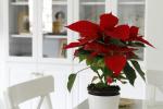 Nega božične zvezde: vse, kar morate vedeti o božični roži