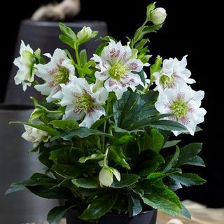 Helleborus orientalis rastlina Hello Pearl