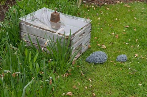 Prvi stalni vrt Hedgehog Street v Veliki Britaniji je bil razkrit v RHS Harlow Carr, Severni Yorkshire.