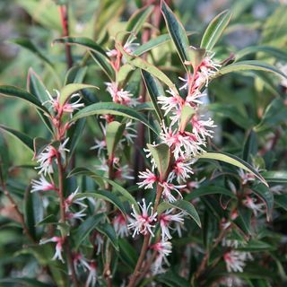 Sarcococca kljueriana var. digyna 'Vijolična stebla'